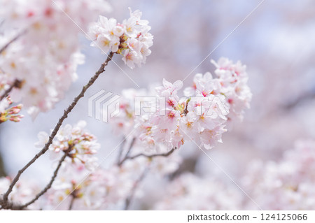 [Japan] Cherry blossoms in full bloom at Hokekyoji Temple in Chiba Prefecture 124125066