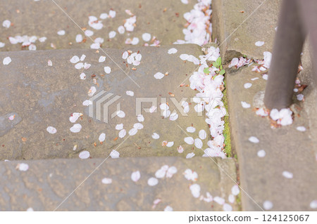 [Japan] Cherry blossom petals pile up on the corner of the stairs at Hokekyoji Temple in Chiba Prefecture 124125067