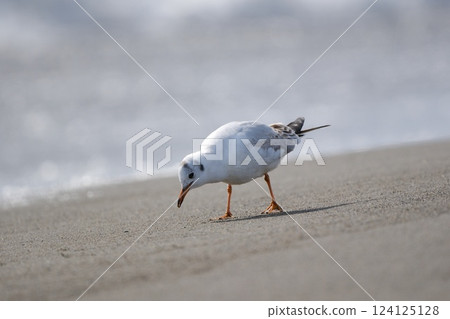 A black-headed gull found something on the beach A black-headed gull found something on the beach 124125128
