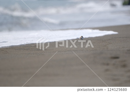 Plover standing on the beach with waves lapping 124125680