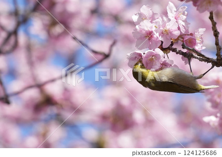 Kawazu cherry blossoms in full bloom and cute Japanese white-eyes Kawazu cherry blossoms in full bloom and cute Japanese white-eyes 124125686