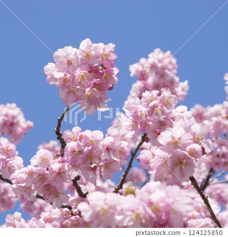 粉紅色的河津櫻花映襯著藍天 粉紅色的河津櫻花映襯著藍天 124125850