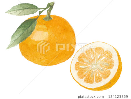 Orange painted in watercolors 124125869