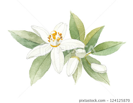 Orange flowers painted in watercolor 124125870