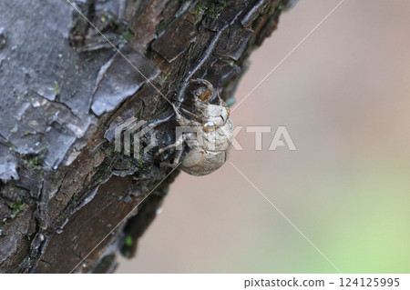 niisemi的小殼 niisemi的小殼 124125995