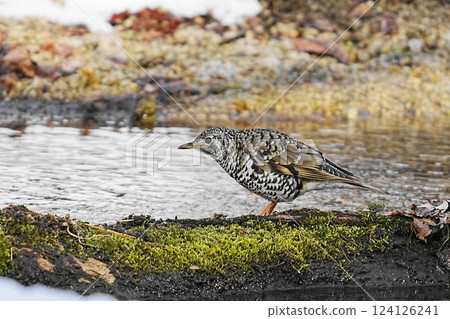 Tiger thrush on the ground Tiger thrush on the ground 124126241
