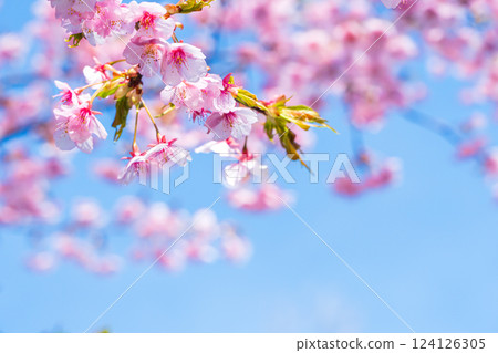 Kawazu cherry tree in blue sky Kawazu cherry tree in blue sky 124126305