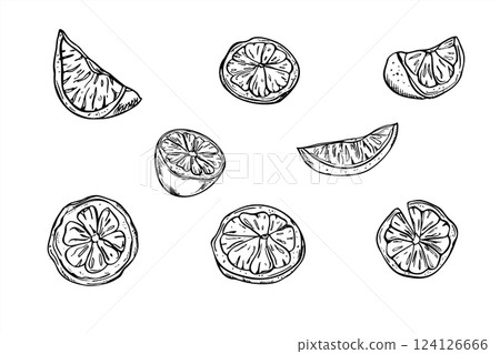 Citrus slices set vector isolated illustration painted by black inks. Monochrome lemon, orange or lime pieces and half f fruit clipart. Food ingredient for card design, cocktail party, tropical decor. 124126666