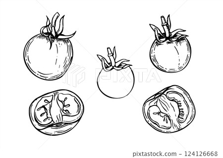 Monochrome tomatoes vector line art black ink sketch. Whole and half of garden vegetables realistic graphic sketch illustration. Food ingredients for recipes, cooking book, menu. 124126668