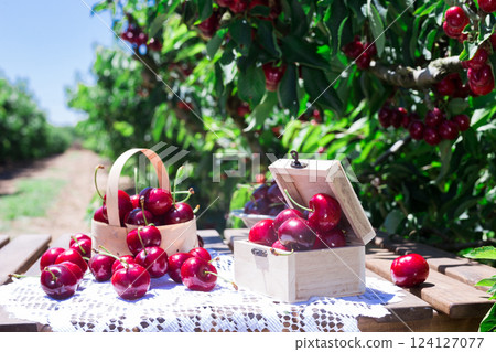 Ripe juicy cherry berry in wooden box on lace napkin on table in cherry garden Ripe juicy cherry berry in wooden box on lace napkin on table in cherry garden 124127077