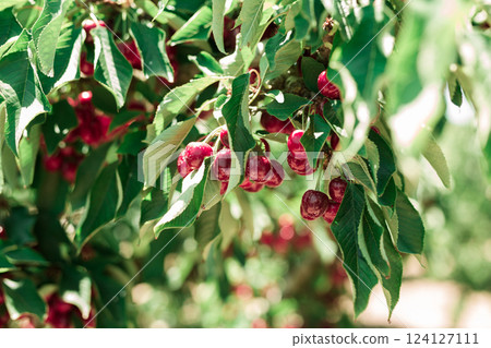 Ripe cherries on tree branches in cherry orchard 124127111