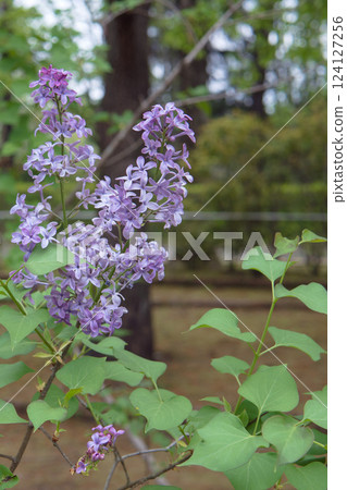 Close-up of lilac flowers / Japanese name: Murasakihashidoi, French name: Lilac Close-up of lilac flowers / Japanese name: Murasakihashidoi, French name: Lilac 124127256