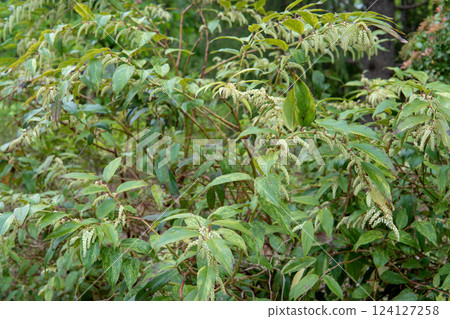 日本柳杉 / 帶芽的下垂枝 124127258