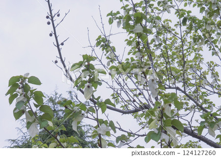 有白色花朵（2 顆苞片）和去年果實的手帕樹 124127260
