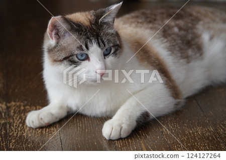 Blue-eyed Sakura Cat 124127264