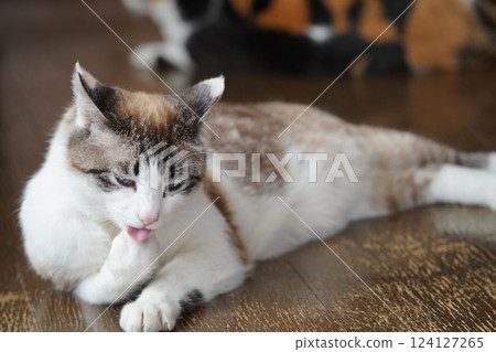 Sakuraneko 打扮自己 Sakuraneko 打扮自己 124127265