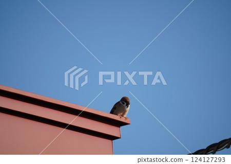 A sparrow resting on a red roof A sparrow resting on a red roof 124127293