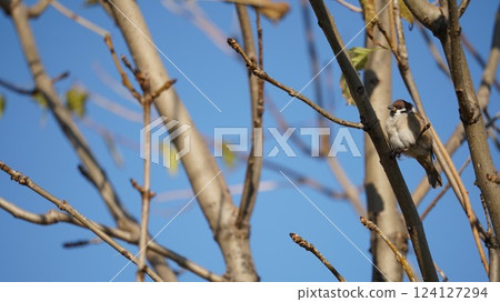 Winter sky and sparrow Winter sky and sparrow 124127294