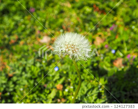 Dandelion's fluff 124127383