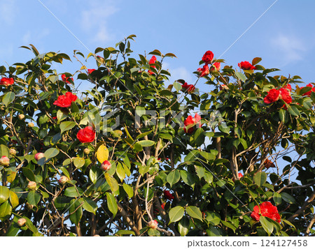 紅茶花與唐子綻放 紅茶花與唐子綻放 124127458