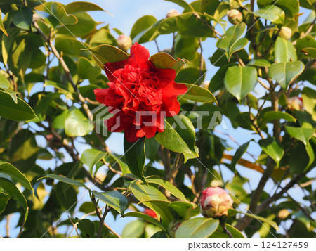 紅茶花與唐子綻放 紅茶花與唐子綻放 124127459