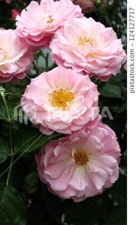 A bunch of pale pink semi-double roses 124127717