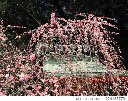 Pink plum tree plum Pink plum tree plum 124127773