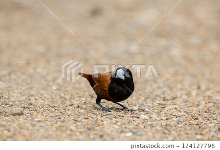 Black- headed Munia animal portrait close up shot. Black- headed Munia animal portrait close up shot. 124127798