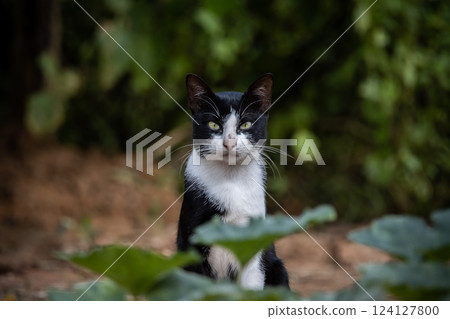 A cat with white and black stripes is in the garden. 124127800