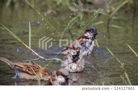 House Sparrow playing in a puddle on the floor along the walkway. 124127801