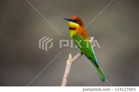 Chestnut-headed Bee-eater on the branch close up shot. 124127803