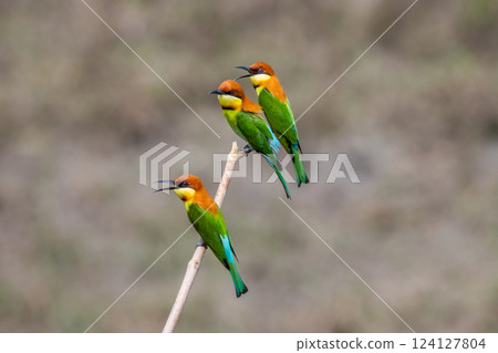 Chestnut-headed Bee-eater on the branch close up shot. 124127804
