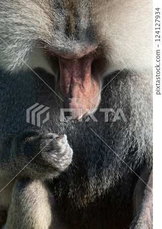 Baboon Portrait Zoo Animal Closeup. A hamadryas baboon stares intensely at the camera, its long, gray fur and prominent snout visible. Baboon Portrait Zoo Animal Closeup. A hamadryas baboon stares intensely at the camera, its long, gray fur and prominent snout visible. 124127934