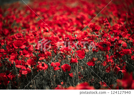 Field blossoming poppies. Poppy field. Field blossoming poppies. Poppy field. 124127940