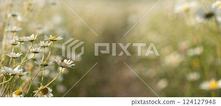 Daisy Chamomile background. Beautiful nature scene with blooming chamomilles in sun flare. Sunny day. Summer flowers. 124127948