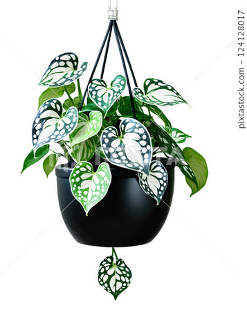 Silver Satin Pothos in a hanging black ceramic pot, trailing silver-patterned green leaves, isolated floating in motion on transparent. 124128017