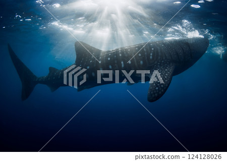 Whale shark swims in blue ocean. Giant shark swimming underwater with sun rays 124128026