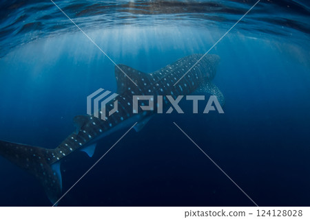 Whale shark swims in blue ocean. Giant shark underwater 124128028
