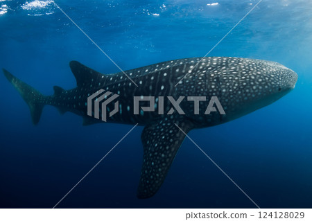 Whale shark in blue ocean. Giant whale shark swimming underwater in tropical waters 124128029