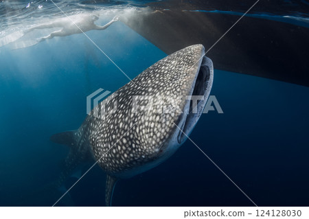Whale shark close up in blue sea and woman. Whale shark tour Whale shark close up in blue sea and woman. Whale shark tour 124128030