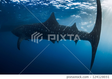 Whale shark in blue sea. Giant shark swimming underwater in tropical waters Whale shark in blue sea. Giant shark swimming underwater in tropical waters 124128031