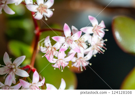 Money Tree Flower 2 Money Tree Flower 2 124128108