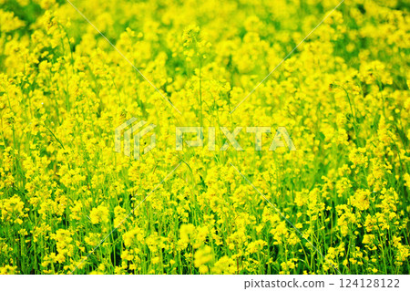A field of rapeseed flowers in full bloom in early spring 2025 124128122