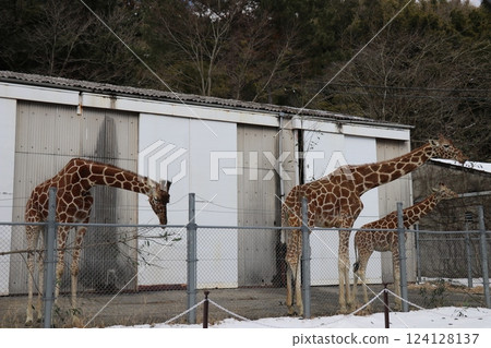 Snow piles up at Akiyoshidai Natural Zoo, Safariland, Yamaguchi Prefecture, cold wave Snow piles up at Akiyoshidai Natural Zoo, Safariland, Yamaguchi Prefecture, cold wave 124128137