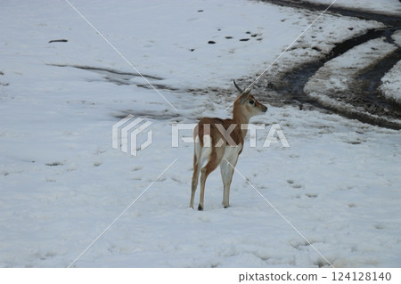 山口縣秋吉台自然動物園大雪紛飛，寒流來襲 124128140