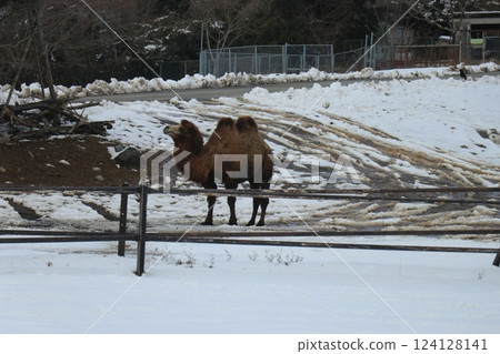 山口縣秋吉台自然動物園大雪紛飛，寒流來襲 124128141
