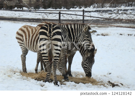 Snow piles up at Akiyoshidai Natural Zoo, Safariland, Yamaguchi Prefecture, cold wave 124128142