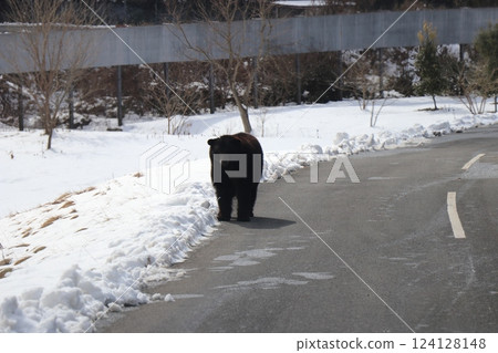 山口縣秋吉台自然動物園大雪紛飛，寒流來襲 124128148