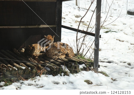 山口縣秋吉台自然動物園大雪紛飛，寒流來襲 124128153
