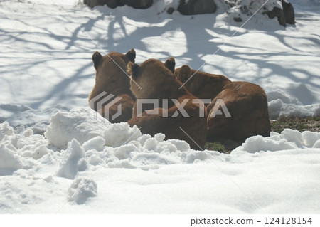 Snow piles up at Akiyoshidai Natural Zoo, Safariland, Yamaguchi Prefecture, cold wave 124128154